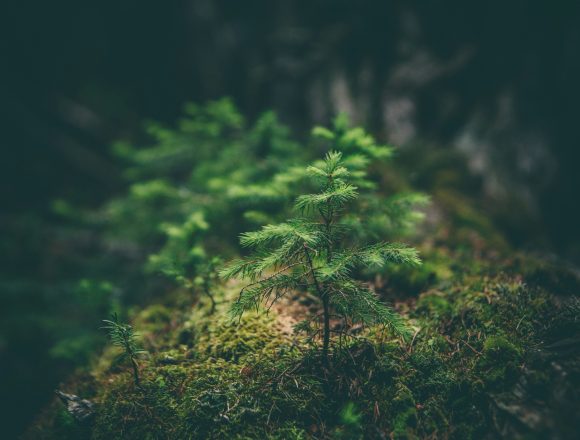matthew-smith-Rfflri94rs8-unsplash Analysis: humans are built for nature not modern life