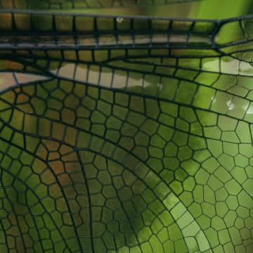 IPBES: businesses can be positive agents of change