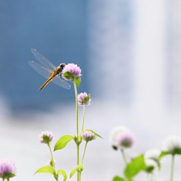 mark-stoop-eyuRGWBnqoI-unsplash City-level economic growth is being decoupled from fossil fuels